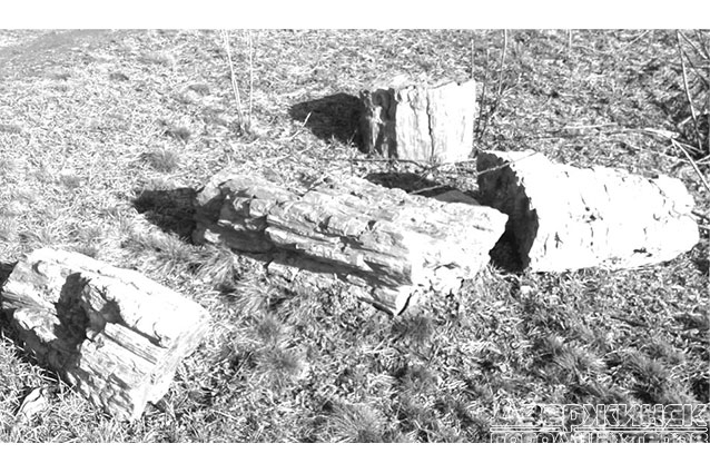На окраине Торецка найдены остатки окаменелых деревьев