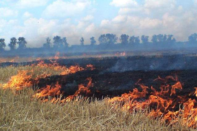 Ромашки не растут, букашки не живут - траву сжигали тут