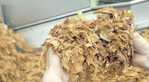 Табак для курения: основные типы, технология обработки листьев и правила хранения готового продукта