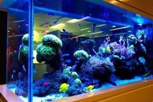 О чём стоит подумать, прежде чем покупать аквариум